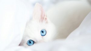 Белая подушка