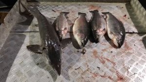 улов на малом водоёме