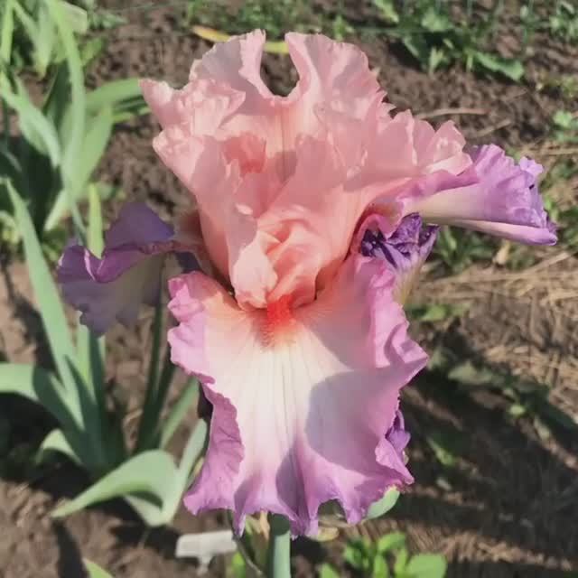 Ирис BLOWING KISSES (Keppel, 2007)