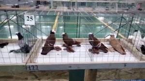 Ярмарка голубей г Москва  15.16.ноября.