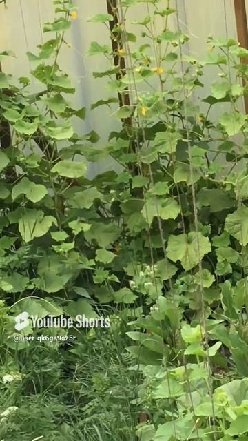 Ленобласть. Хвойное. 14.07.2024. Дача. Огурцы в теплице