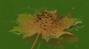 Лист на воде 2