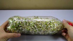 Как вырастить микрозелень на салат Огород в бутылке #салат #микрозелень #рассада #огород #бутылка