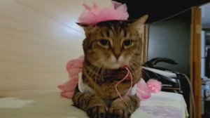 Кто любит животных, скорее заходите! У нас ДНЮХА! 2 года девчатам!🎉🎉🎉