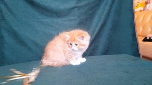 Куркума Baraj*RU