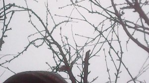 Во исполнение заповеди Христовой о почитании родителей: помогаю маме в саду