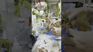 Друзья, начинаю пересадки 🌿🌸☘️Сегодня ЭПИСЦИИ ☘️☘️☘️