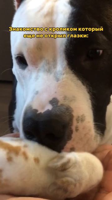 Знакомство с кроликом. смотреть онлайн
