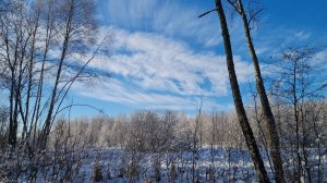 Сияющий лес, бобровые плотины и приятный вечер