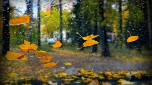 Готорый. № Я от 19.11.2025 в Мастере