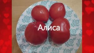 Томаты, устойчивые к болезням и неблагоприятным условиям. г. Киров