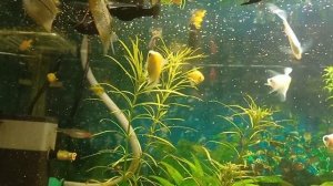 Утренний завтрак в трех аквариумах