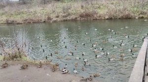 15 ноября 2025г. Про уточек на Набережной.Скворечник.