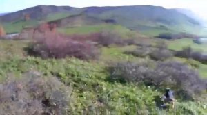 Охота на зайца