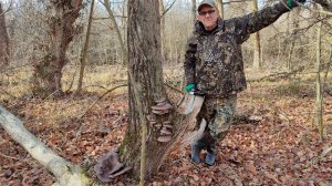 Сейчас это популярные грибы: синеножка, вешенка, маслята, зеленушка.