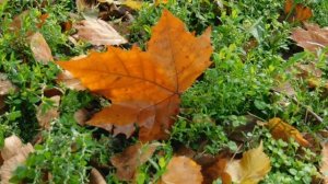 12=11=2025  ПВН  (84)