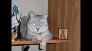 Марина Урусова. Юлия Барсиковна. Святая кошка