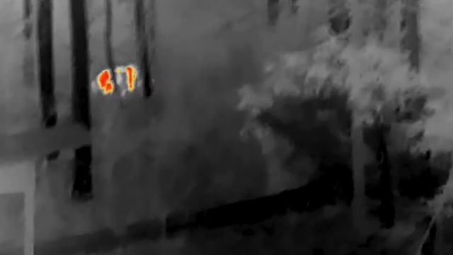 КАБАН В ТЕПЛОВИЗОР #shorts смотреть онлайн