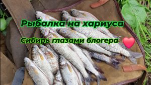 Пять дней в тайге. Находились, набродились, рыбки взяли маленько, возвращаемся в лагерь.