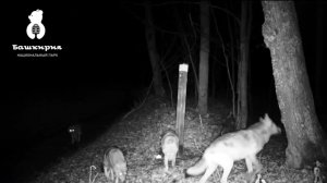 Семейство волков попало в фотоловушку нацпарка «Башкирия»