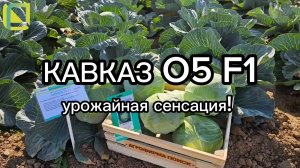 Новая белокочанная капуста для фермеров. Идеальна для промышленного производства.