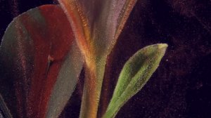 4K Цветы в воде, ЗАВОРАЖИВАЮЩЕЕ видео