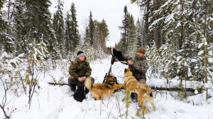 ВЕСЬ ДЕНЬ БРОДИМ ПО ТАЙГЕ С СОБАКАМИ / ОХОТА С МЕЛКАШКОЙ НА ГЛУХАРЯ И ТЕТЕРЕВА / ЧИПА РАБОТАЕТ.