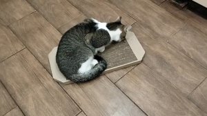 Спасибо огромное нашему дорогому другу  Наталье. Наташа передала нашим хвостикам  корм мягкий и Урин