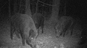 ПОДБОРКА ВИДЕО. ОХОТА НА КАБАНОВ С ТЕПЛОВИЗИОННЫМ ПРИЦЕЛОМ IRAY Saim SCL 35 W