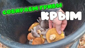 Сбор грибов в Крыму: прогулка за рыжиками, мышатами и маслятами