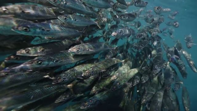 РЫБКА ПЛАВАЕТ ПО ДНУ...