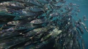 РЫБКА ПЛАВАЕТ ПО ДНУ...