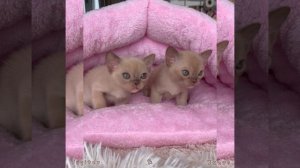 Шоколадные бурманские котята -  Jupiter & Janus Freya Way