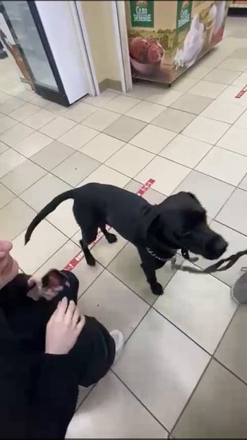 Моя Жизнь Кино @ Музей Псов смотреть онлайн