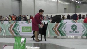 Пинк из Невского Десанта