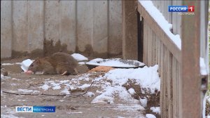 Жители улицы Окружной в Костроме остались одни в неравной борьбе с крысами и отходами