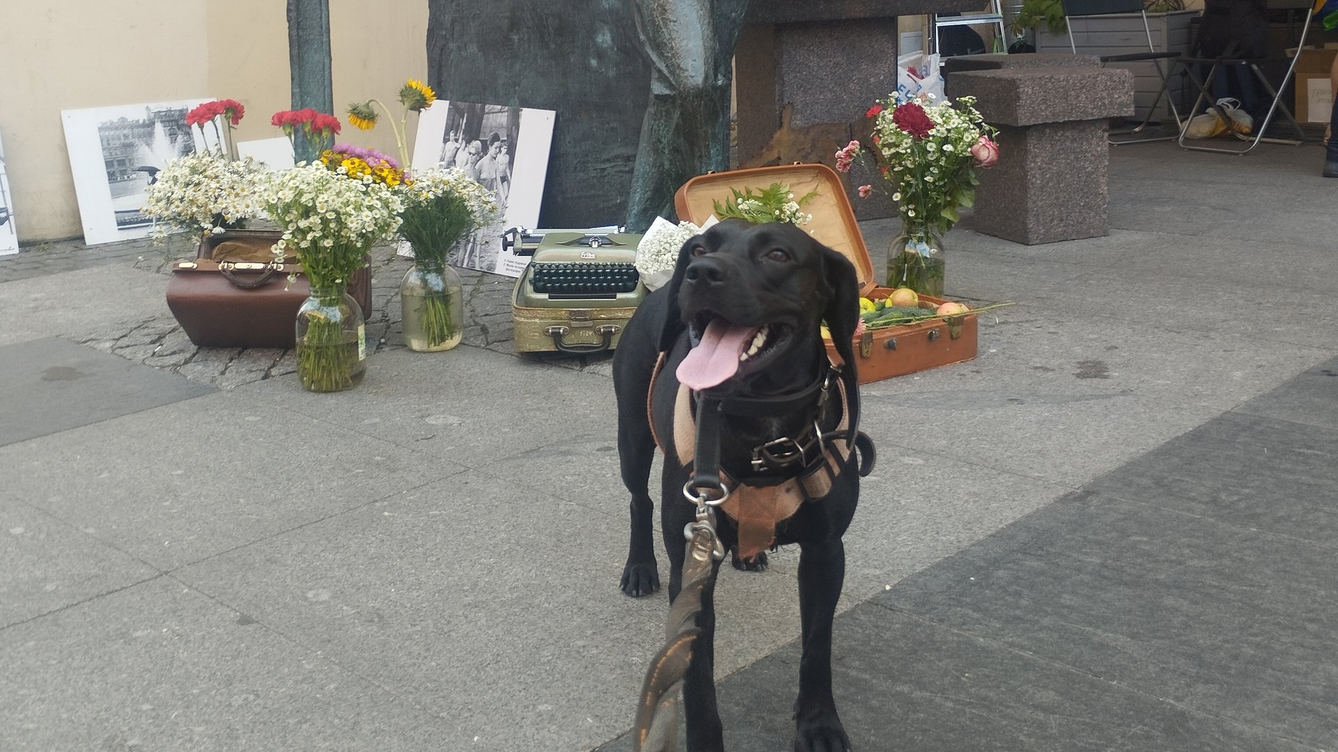 ДеньД @ Сергей Довлатов @ Авторадио @ Волонтеры @ Жил Был Пёс @ Моя Жизнь Кино @ Музей Псов смотреть онлайн