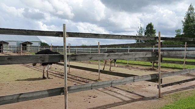 ✨😊  Эксскурсия по страусиной ферме село Введение ( июнь 2025 г)