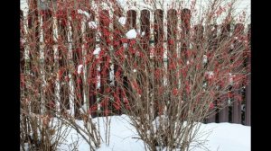 В сосновом бору Кемерово