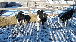 Как мы искали телят для покупки/Голштины на выгуле