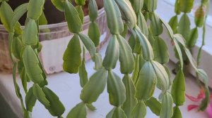 Моя учительница по химии поливала этим декабриста. Цветение было таким буйным глаз было не отвести!