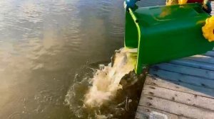 Запуск 100кг форели в вип зону