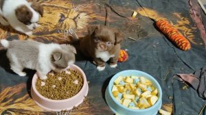 Какие овощи, фрукты можно давать щенкам зимой? 19/11/25 #цены от 50 тр #купитьчихуа +79215950848