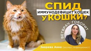 Иммунодефицит кошек