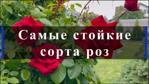 Самые стойкие сорта роз.