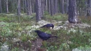 Вороны в заповеднике "Кивач". Октябрь 2025 г.