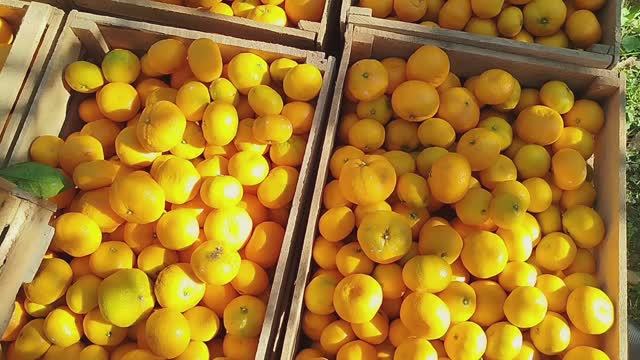 Собрали гору абхазских мандаринов