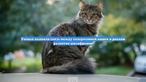 Ученые выявили связь между содержанием кошек и риском развития шизофрении