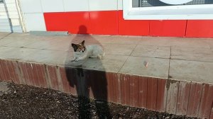 детектор качества.