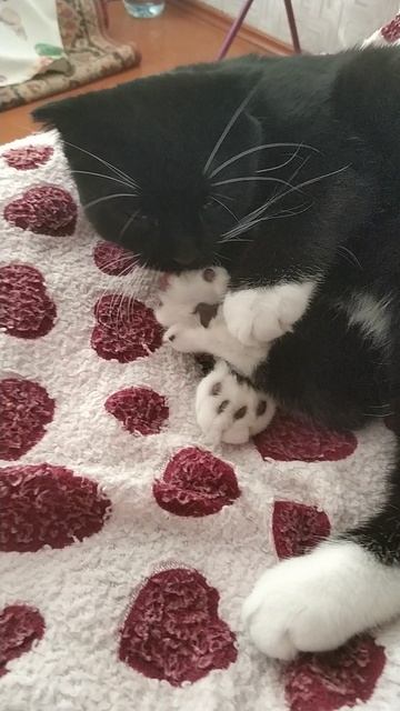 кошка пуся, у Пуси педикюр смотреть онлайн